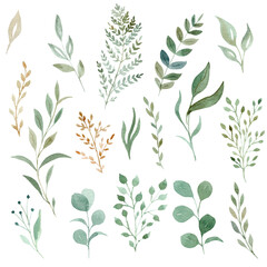 Watercolor eucalyptus and greenery leaves clipart set. Hand drawn illustration.