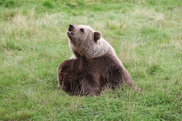  Brown bear in the nature 