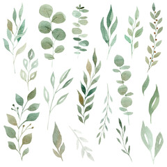 Hand painted watercolor eucalyptus and greenery leaves isolated on white background. Clipart set.