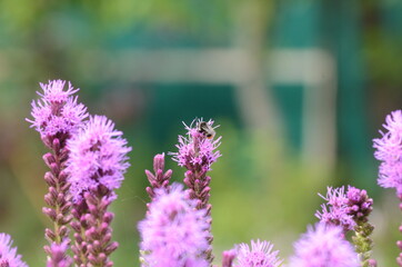 Obraz premium lavender flowers in the garden