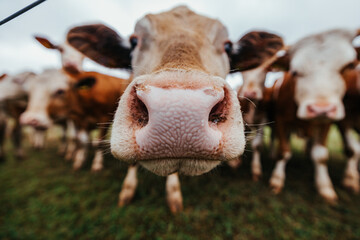 closeup of brown and white cattle on a meadow