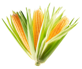 corn ears isolated on a white background