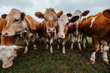 closeup of brown and white cattle on a meadow