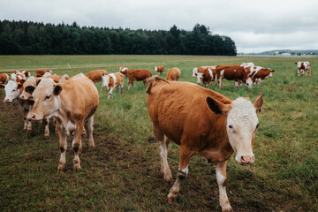Fototapeta na wymiar closeup of brown and white cattle on a meadow