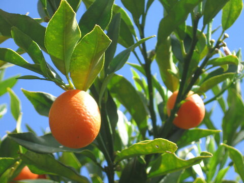 Quinotos en la rama del &aacute;rbol
