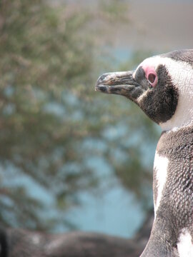 Pingüino En Punta Tombo