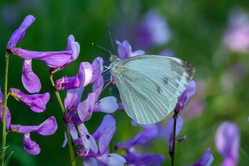 Macro shots, Beautiful nature scene. Closeup beautiful butterfly sitting on the flower in a summer garden.