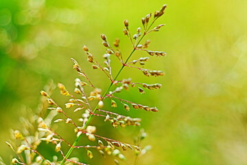 green grass background