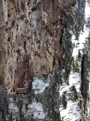 Fototapeta na wymiar birch trunk eaten by bark beetles close-up