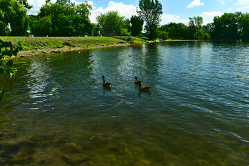 Three canada gooses swim in one line in saint Laurent river, rapides park, Montreal, QC, Canada
