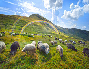 Naklejka premium Flocks of sheep in the alps