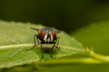 fly on green leaf