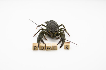 A fresh crayfish from the river on a white background with  small wooden cubes with letters isolated on white background. A word power with crayfish behind.