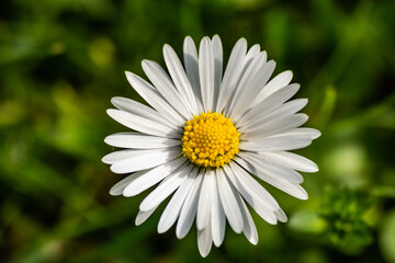 Gänseblümchen Nahaufnahme