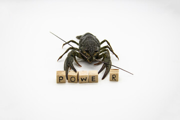 A fresh crayfish from the river on a white background with  small wooden cubes with letters isolated on white background. A word power with crayfish behind.