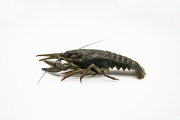 A fresh crayfish or lobster from the river on a white background.