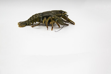 A fresh crayfish or lobster from the river on a white background.