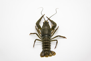 A fresh crayfish or lobster from the river on a white background.