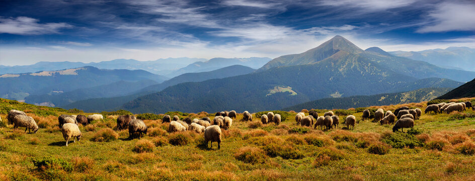 Flocks of sheep in the alps