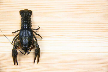 A fresh crayfish or lobster from the river on a wood background.
