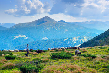 Flocks of sheep in the alps