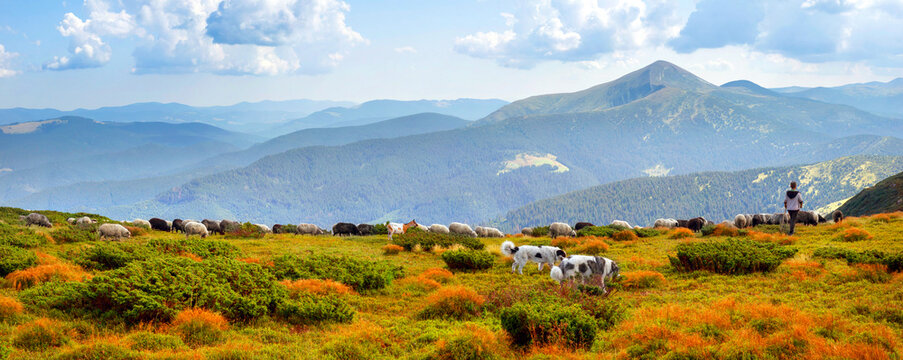 Flocks of sheep in the alps