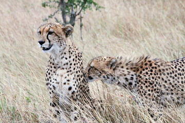 Young Cheetah sniffing another Cheetah