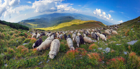 Fototapeta na wymiar Flocks of sheep in the alps
