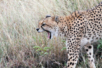 cheetah yawning