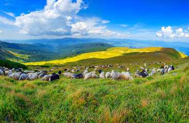 Flocks of sheep in the alps