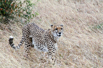 cheetah pregnant in the wild, grass