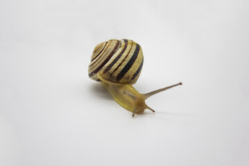 Striped land snail on the white background. Grove snail moving forward against white background