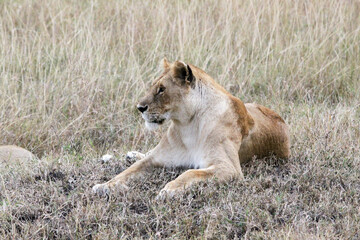 Lioness looking left in the grass