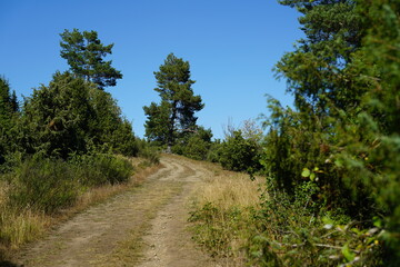 Fototapeta na wymiar Biotop in einem Gebiet mit Heide und Wald 