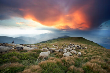 Thunderstorm and Sheep herding dog in the mountains