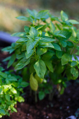 Fresh basil planted in a home garden bed