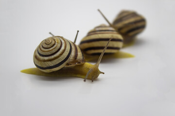 Striped land snails on the grey background.