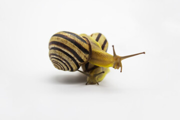 Striped land snails on the white background. Two groove snails against background.