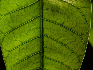 green leaf texture