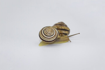 Striped land snails on the white background. Two groove snails against background.