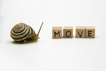 Striped land snail with small wooden cubes with letters isolated on the white background. A word MOVE with grove snail.