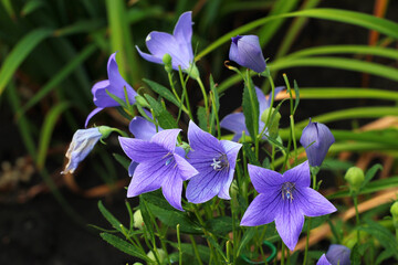 Platycodon grandiflorus or Chinese bellflower in a garden