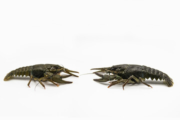 Two fresh crayfish or lobsters from the river on a white background. Two crayfish look on each other