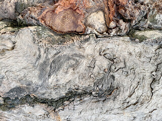 Textured Background of Old Tree Trunk