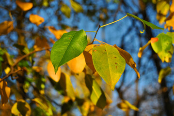 Pear tree with bright  green and yellow leaves close up detail on soft blurry bokeh background, sunny autumn sky