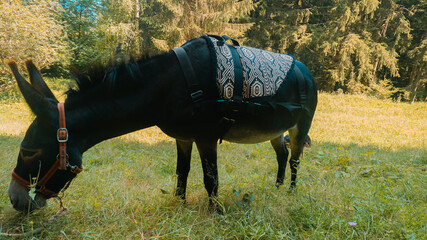 Esel reiten