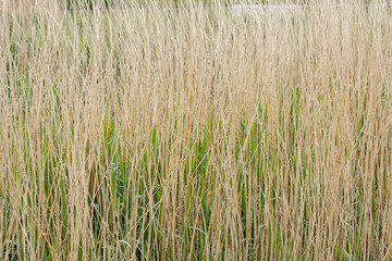 grass in the wind
