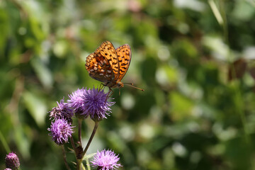 Beautiful butterfly sitting on flower in garden