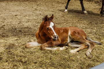 Arabian Foal