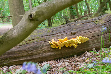 yellow fungi on tree